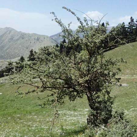 Crataegus pycnoloba \ Kleinlappiger Weidorn / Small-Lobed Hawthorn, GR Peloponnes, Saitas 19.5.2024