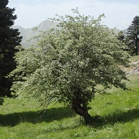 Crataegus pycnoloba \ Kleinlappiger Weidorn / Small-Lobed Hawthorn, GR Peloponnes, Saitas 19.5.2024