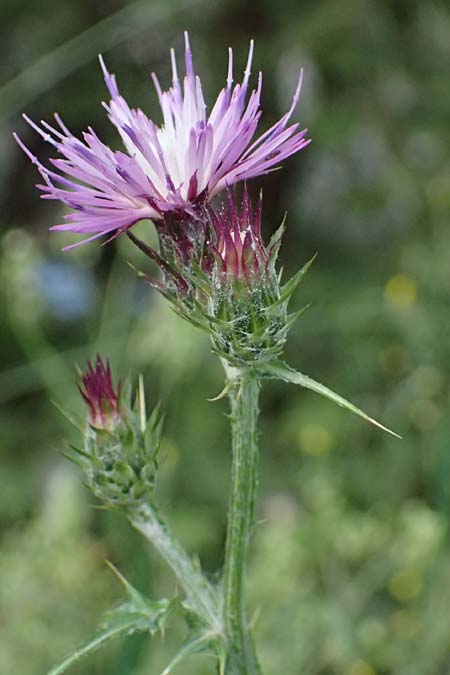 Carduus pycnocephalus \ Knuelkpfige Distel / Plymouth Thistle, GR Peloponnes, Mt. Kyllini, Steno 19.5.2024