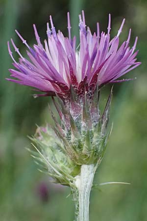Carduus pycnocephalus \ Knuelkpfige Distel / Plymouth Thistle, GR Peloponnes, Mt. Kyllini, Steno 19.5.2024