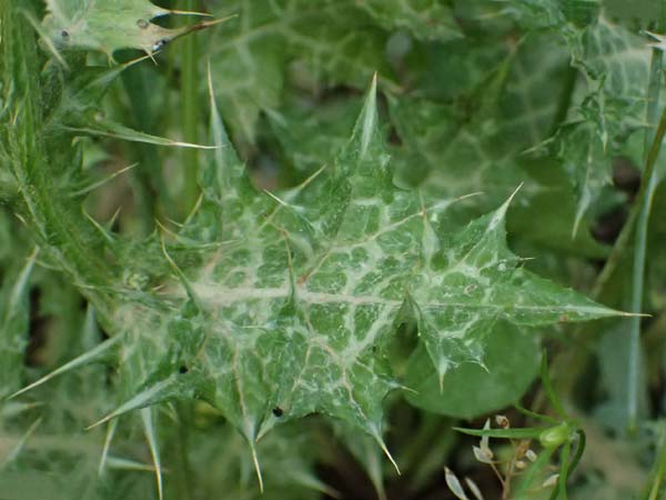 Carduus pycnocephalus \ Knuelkpfige Distel / Plymouth Thistle, GR Peloponnes, Mt. Kyllini, Steno 19.5.2024