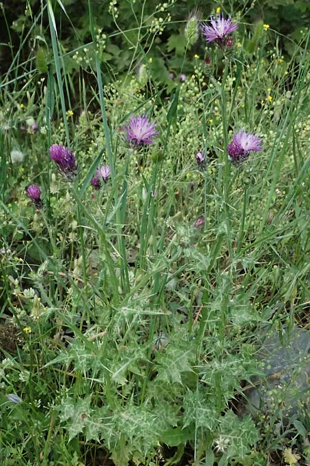 Carduus pycnocephalus \ Knuelkpfige Distel / Plymouth Thistle, GR Peloponnes, Mt. Kyllini, Steno 19.5.2024
