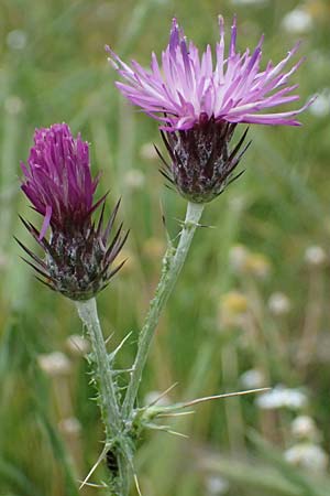 Carduus pycnocephalus \ Knuelkpfige Distel / Plymouth Thistle, GR Peloponnes, Taygetos 27.5.2024