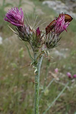 Carduus pycnocephalus \ Knuelkpfige Distel / Plymouth Thistle, GR Peloponnes, Taygetos 27.5.2024