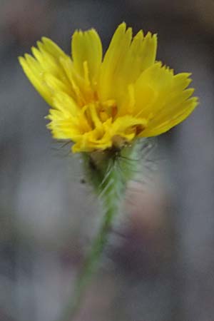 Crepis neglecta subsp. corymbosa / Corymbose Hawk's-Beard, GR Hymettos 13.4.2024
