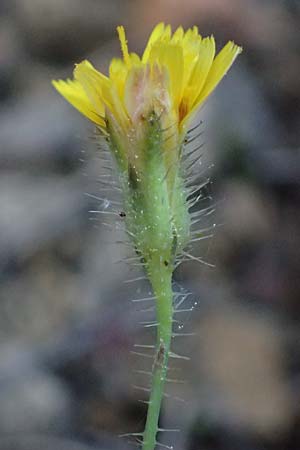 Crepis neglecta subsp. corymbosa / Corymbose Hawk's-Beard, GR Hymettos 13.4.2024