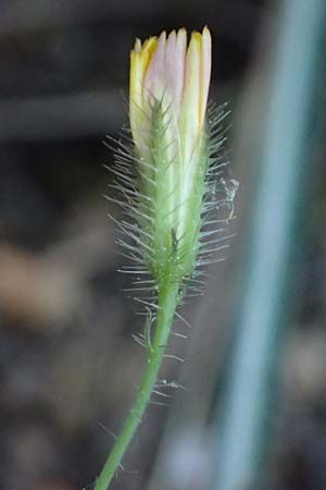 Crepis neglecta subsp. corymbosa / Corymbose Hawk's-Beard, GR Hymettos 13.4.2024