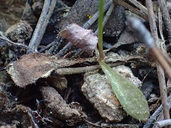 Crepis neglecta subsp. corymbosa / Corymbose Hawk's-Beard, GR Hymettos 13.4.2024