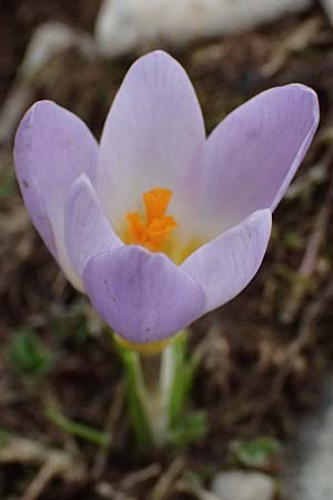 Crocus sieberi subsp. sublimis / Snow Crocus, GR Peloponnes, Chelmos 18.5.2024