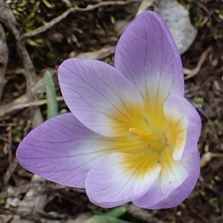 Crocus sieberi subsp. sublimis / Snow Crocus, GR Peloponnes, Chelmos 18.5.2024