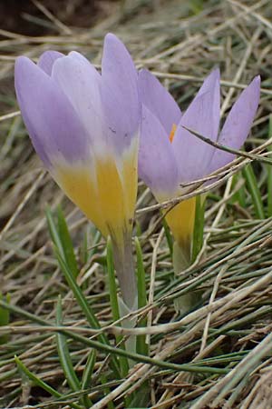 Crocus sieberi subsp. sublimis / Snow Crocus, GR Peloponnes, Chelmos 18.5.2024