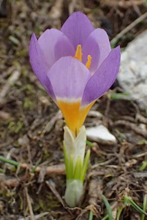 Crocus sieberi subsp. sublimis / Snow Crocus, GR Peloponnes, Chelmos 18.5.2024