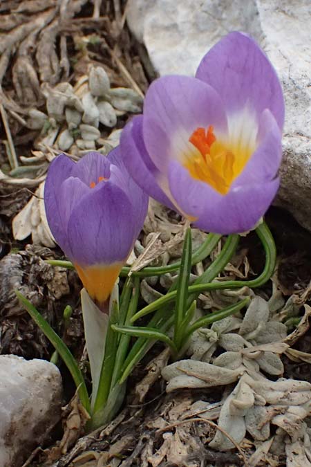 Crocus sieberi subsp. sublimis / Snow Crocus, GR Peloponnes, Chelmos 18.5.2024