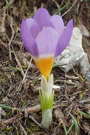 Crocus sieberi subsp. sublimis / Snow Crocus, GR Peloponnes, Chelmos 18.5.2024