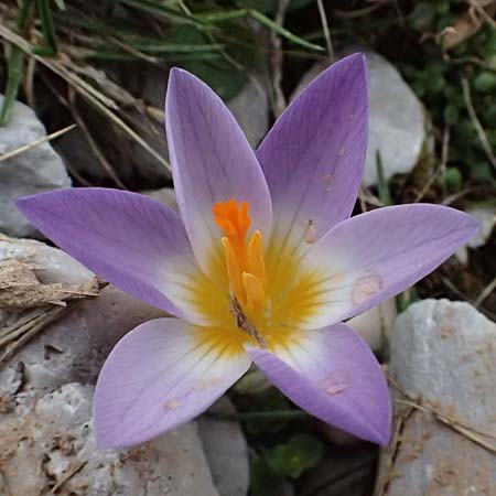 Crocus sieberi subsp. sublimis / Snow Crocus, GR Peloponnes, Chelmos 18.5.2024
