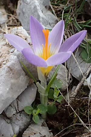 Crocus sieberi subsp. sublimis / Snow Crocus, GR Peloponnes, Chelmos 18.5.2024