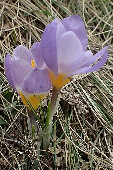 Crocus sieberi subsp. sublimis / Snow Crocus, GR Peloponnes, Chelmos 18.5.2024