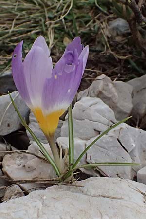 Crocus sieberi subsp. sublimis / Snow Crocus, GR Peloponnes, Chelmos 18.5.2024