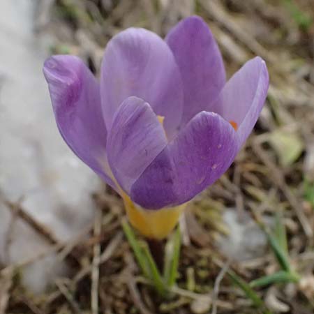 Crocus sieberi subsp. sublimis / Snow Crocus, GR Peloponnes, Chelmos 18.5.2024