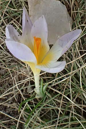 Crocus sieberi subsp. sublimis / Snow Crocus, GR Peloponnes, Chelmos 18.5.2024