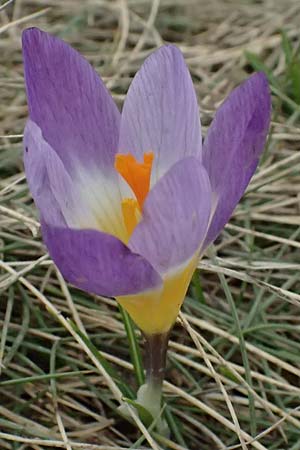 Crocus sieberi subsp. sublimis / Snow Crocus, GR Peloponnes, Chelmos 18.5.2024