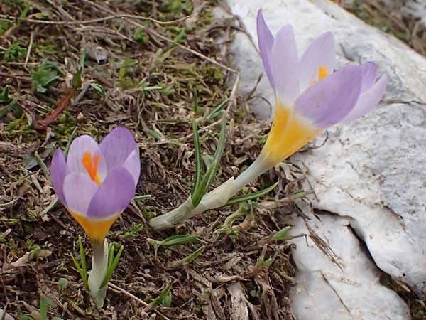 Crocus sieberi subsp. sublimis / Snow Crocus, GR Peloponnes, Chelmos 18.5.2024