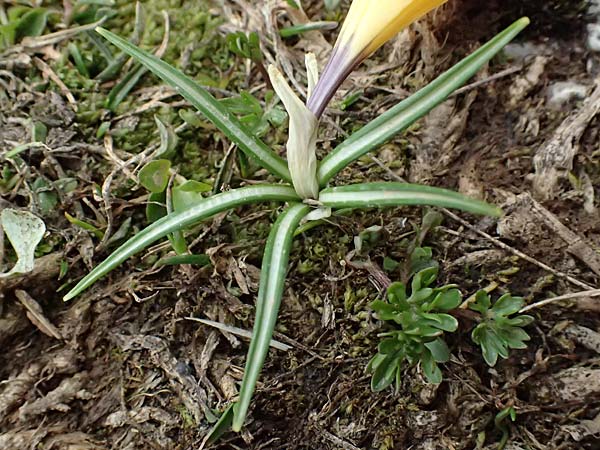 Crocus sieberi subsp. sublimis / Snow Crocus, GR Peloponnes, Chelmos 18.5.2024
