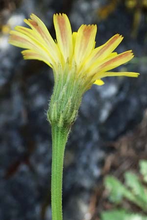 Leontodon graecus / Greek Hawkbit, GR Peloponnes, Saitas 19.5.2024