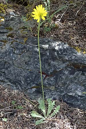 Leontodon graecus / Greek Hawkbit, GR Peloponnes, Saitas 19.5.2024