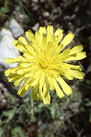 Leontodon graecus / Greek Hawkbit, GR Peloponnes, Saitas 19.5.2024