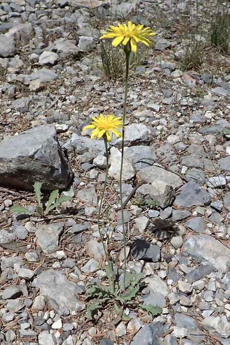 Leontodon graecus / Greek Hawkbit, GR Peloponnes, Saitas 19.5.2024