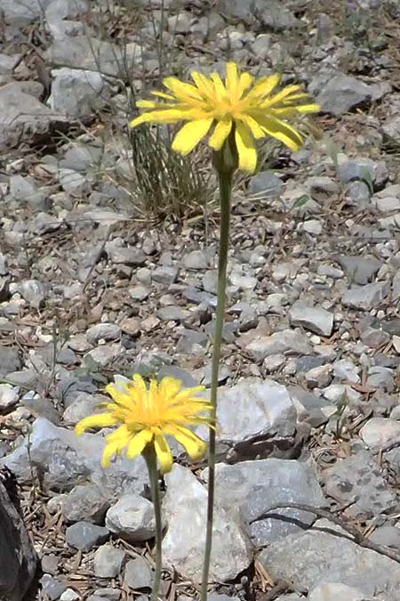 Leontodon graecus / Greek Hawkbit, GR Peloponnes, Saitas 19.5.2024