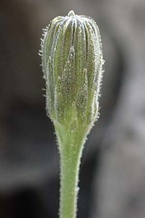 Leontodon graecus / Greek Hawkbit, GR Peloponnes, Saitas 19.5.2024