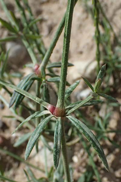 Crucianella latifolia \ Breitblttriges Kreuzblatt, GR Peloponnes, Diakopto 20.5.2024