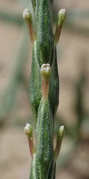 Crucianella latifolia \ Breitblttriges Kreuzblatt, GR Peloponnes, Diakopto 20.5.2024