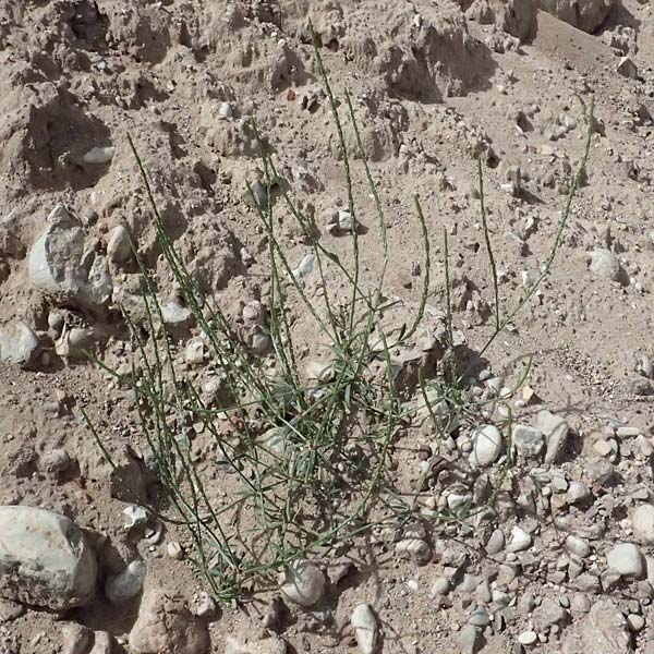 Crucianella latifolia \ Breitblttriges Kreuzblatt, GR Peloponnes, Diakopto 20.5.2024