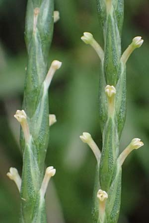 Crucianella latifolia \ Breitblttriges Kreuzblatt, GR Peloponnes, Kalavryta 20.5.2024