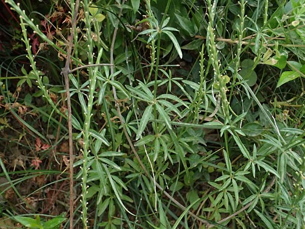 Crucianella latifolia \ Breitblttriges Kreuzblatt, GR Peloponnes, Kalavryta 20.5.2024