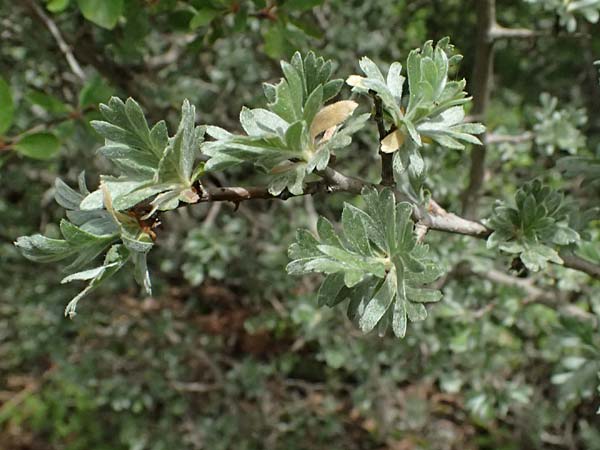 Crataegus pycnoloba \ Kleinlappiger Weidorn / Small-Lobed Hawthorn, GR Peloponnes, Mt. Kyllini, Ziria 21.5.2024