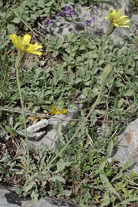 Leontodon graecus / Greek Hawkbit, GR Peloponnes, Mt. Kyllini, Ziria 21.5.2024