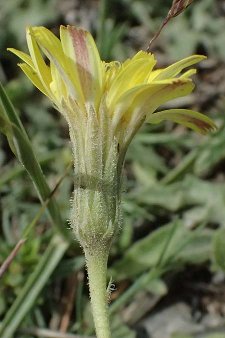 Leontodon graecus / Greek Hawkbit, GR Peloponnes, Mt. Kyllini, Ziria 21.5.2024