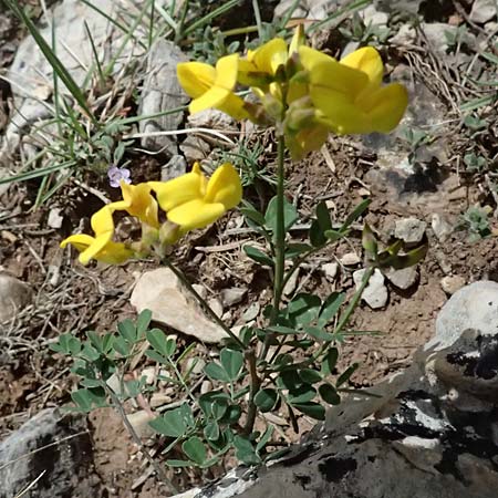Coronilla repanda \ Gekrmmtfrchtige Kronwicke / Wavy-Leaved Scorpion Vetch, GR Peloponnes, Mt. Kyllini, Ziria 21.5.2024