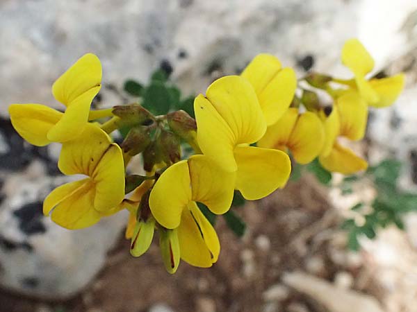 Coronilla repanda \ Gekrmmtfrchtige Kronwicke / Wavy-Leaved Scorpion Vetch, GR Peloponnes, Mt. Kyllini, Ziria 21.5.2024