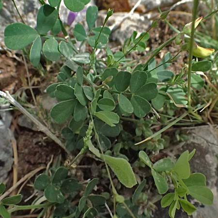 Coronilla repanda \ Gekrmmtfrchtige Kronwicke / Wavy-Leaved Scorpion Vetch, GR Peloponnes, Mt. Kyllini, Ziria 21.5.2024