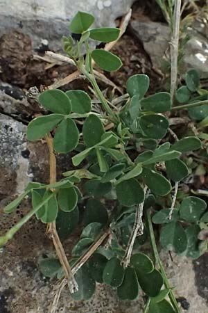 Coronilla repanda \ Gekrmmtfrchtige Kronwicke / Wavy-Leaved Scorpion Vetch, GR Peloponnes, Mt. Kyllini, Ziria 21.5.2024