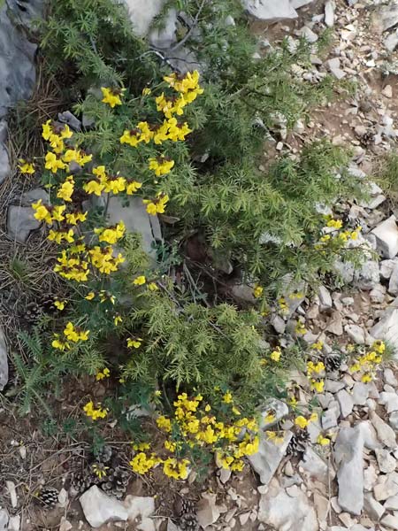 Coronilla repanda \ Gekrmmtfrchtige Kronwicke / Wavy-Leaved Scorpion Vetch, GR Peloponnes, Mt. Kyllini, Ziria 21.5.2024