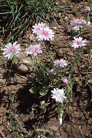 Crepis rubra / Pink Hawk's-Beard, GR Peloponnes, Kalavryta 23.5.2024