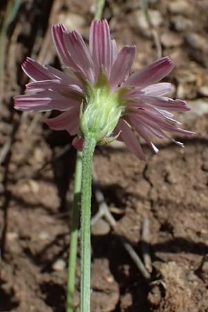 Crepis rubra / Pink Hawk's-Beard, GR Peloponnes, Kalavryta 23.5.2024