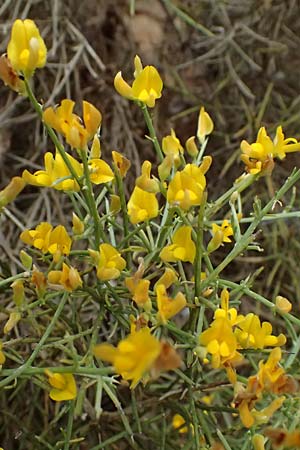 Calicotome villosa \ Behaarter Dorn-Ginster / Hairy Thorny Broom, GR Peloponnes, Taygetos, Proastio 26.5.2024