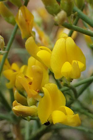 Calicotome villosa \ Behaarter Dorn-Ginster / Hairy Thorny Broom, GR Peloponnes, Taygetos, Proastio 26.5.2024